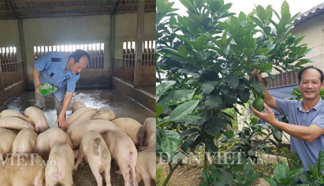Kiếm tiền tỷ nhờ nuôi lợn bằng thảo dược