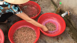Nam Định: Nghề săn rươi kiếm hàng chục triệu mỗi ngày