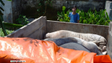 Nam Định: Bàn chuyện mua đất chôn lợn