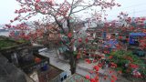 Hoa gạo Thành Nam – Loài hoa đỏ cháy rực như biểu tượng cho sự hiên ngang và ý chí quật cường của người Nam Định.