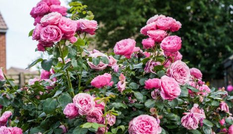 Người dân Nam Định thu vài trăm triệu từ hồng cổ Sa Pa