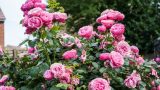 Người dân Nam Định thu vài trăm triệu từ hồng cổ Sa Pa