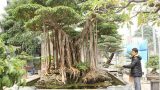 Xôn xao đại gia chi 5 tỷ mua cây sanh nguồn gốc Nam Định nổi tiếng bậc nhất Việt Nam