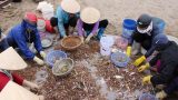 Ngư dân trúng đậm tôm biển, thu tiền triệu mỗi ngày
