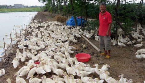 Từ 30 triệu đồng vốn gây dựng nên đàn ngan 2.000 con và đàn bò 10 con