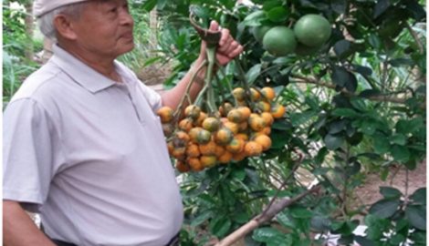 U70 trồng vườn cau 1.100 gốc, mỗi năm “đút túi” hơn 300 triệu đồng