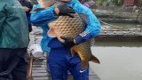 Nam Định: Làm giàu nhờ nuôi cá lồng
