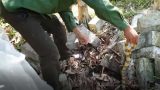 CLIP: “Rợn người” tay không bắt 15 con rắn cạp nong ở Nam Định