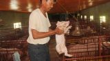 Biến đất bỏ hoang thành trang trại lợn Tây thu cả tỷ đồng mỗi năm