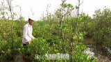 Tác phẩm dự thi Giải báo chí “Búa liềm vàng”: Gần 40 năm tình nguyện giữ rừng ngập mặn
