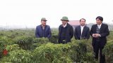 Xây dựng Hải Hậu thành huyện nông thôn mới kiểu mẫu