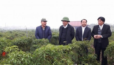 Xây dựng Hải Hậu thành huyện nông thôn mới kiểu mẫu