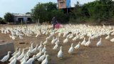 Làm trang trại tổng hợp, nuôi con gì cũng lãi