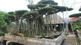 Choáng váng cây sanh cổ rễ đan như phím đàn, chủ nhân tuyên bố 10 tỷ mới bán