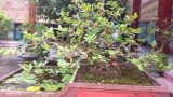 Gốc ổi bờ ao: Độc phẩm nổi danh đất Nam Định