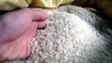 Gạo Nam Định lên ngôi ở Hà Nội