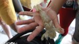 Về chợ quê ven biển Nam Định ăn bề bề luộc
