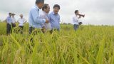 Hình thành những ‘làng nghề’ sản xuất giống lúa lai