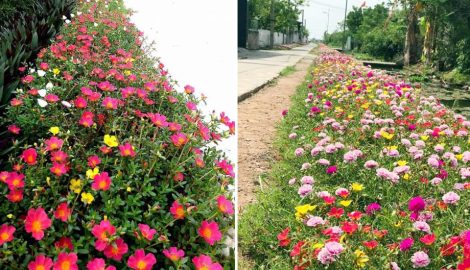 Ngỡ ngàng những con đường hoa rực rỡ làng quê Nam Định