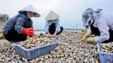 Mở hướng tiêu thụ ổn định vùng ngao Nam Định