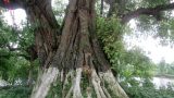 Ngỡ ngàng cây Bồ Đề hơn 800 trăm tuổi tại Nam Định