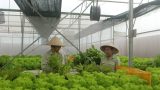 Rau sạch Thành Nam từng bước tạo dựng được thương hiệu