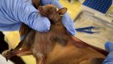 Sau HIV, Ebola, COVID-19, thế giới lo sợ đối mặt với ‘bệnh X‘ bí ẩn