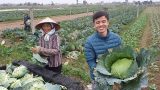 Nam Định tạo đột phá trong sản xuất nông nghiệp