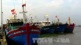 Thuyền về kín bến Hải Hậu Nam Định