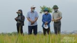 Đài Thơm 8 Vàng Tại Nam Định