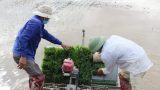 Nam Định: Minh Thuận triển khai mô hình máy cấy trong sản xuất nông nghiệp