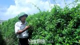 Cây dây thìa canh trên đất Hải Lộc