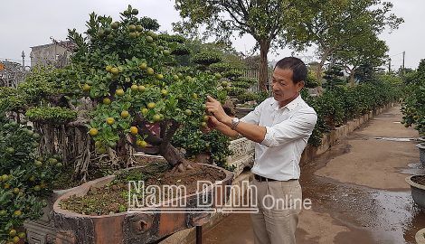 Độc đáo mô hình trồng quất bonsai
