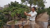 Độc đáo mô hình trồng quất bonsai