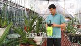 Phong trào trồng hoa lan ở Giao Thủy