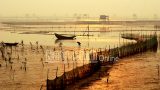 Nam Định: Đánh thức tiềm năng “Ramsar Xuân Thủy” – Khu dự trữ sinh quyển thế giới