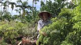 Nam Định: Đổ xô trồng “nhân sâm người nghèo”, giá bán tụt dốc không phanh, nông dân chán hẳn