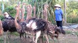 Nam Định: Nuôi con đặc sản, ngoài nhìn cứ tưởng “ngon ăn”, vào trong mới biết cũng “bấp bênh” thế này
