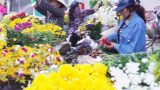 Chợ hoa đêm ở Thành Nam