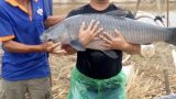 Nam Định: Ao cá “khủng” nuôi toàn cá trắm đen “siêu to khổng lồ”, doanh thu 6-7 tỷ/năm