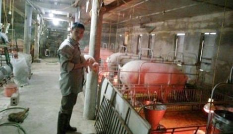 Ý Yên: Khởi nghiệp từ hai bàn tay trắng với đam mê nuôi lợn