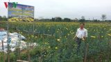 Trăn trở trên cánh đồng hoa Mỹ Tân