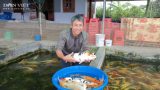 Nam Định: Nuôi cá tạp nham mãi không khá, bèn nuôi thứ cá giá nghìn đô, ông nông này giàu có ngay