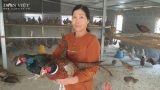 Nam Định: Nuôi chim trĩ quý hiếm ví như chim “tiến vua” bán đắt như tôm tươi, tháng cuối năm thu cả trăm triệu đồng