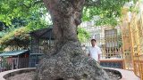 Mãn nhãn cây lộc vừng “tích tụ phát lộc” thu hút nhiều người yêu cây cảnh đến xem