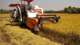 Nam Định: Mâu thuẫn trong lúc gặt lúa, một người tử vong
