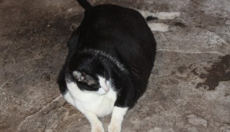 Mèo nặng 20kg ở Nam Định, trả 120 triệu đồng không bán