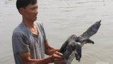 Nam Định: “Đút túi” gần nửa tỷ đồng/năm nhờ nuôi ba ba gai
