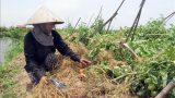 Dông lốc hoành hành tại ‘thủ phủ’ cà chua của Nam Định