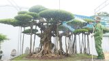 Ngỡ ngàng ngắm bộ ba cây cảnh được “hét giá” hơn 1 triệu USD